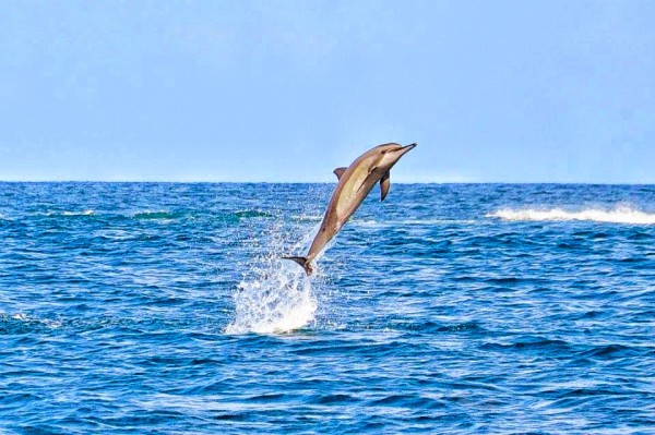Dolphin Flip