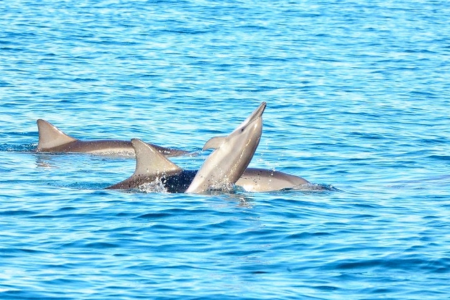 Dolphins Playing on a Sightseeing Tour in Mauritius