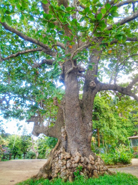 An old almond tree (Badamier)