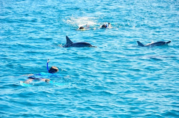 Swim with Dolphins Mauritius