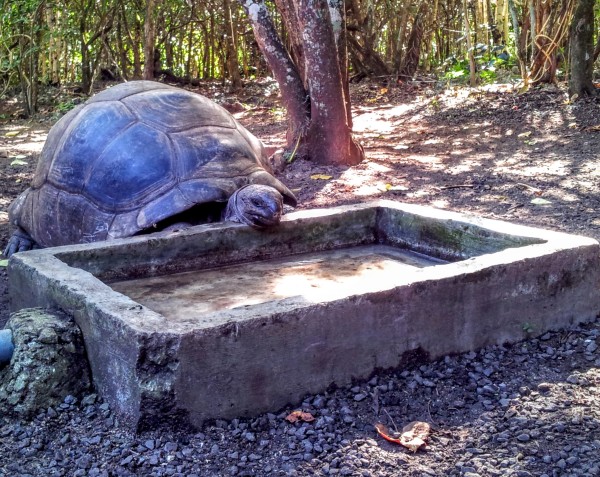Giant Aldabra Tortoise on Ile aux Aigrettes, Mauritius / Tortues Géantes sur l'Ile aux Aigrettes, Ile Maurice