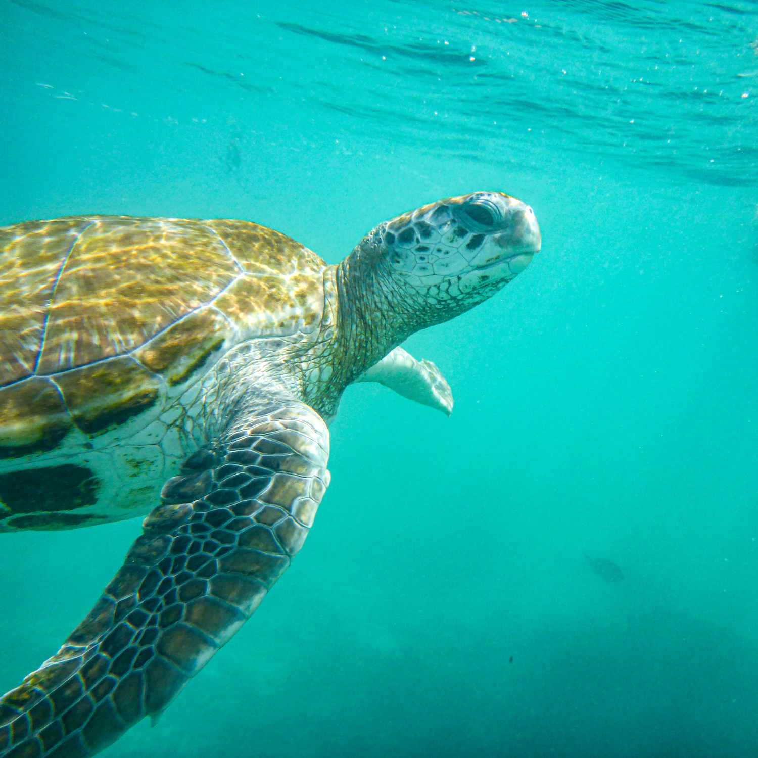 Swimming with Turtles Mauritius
